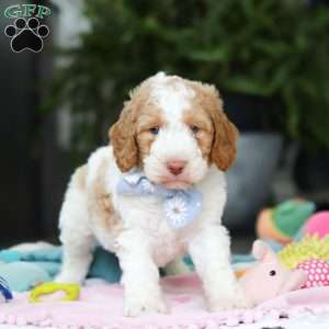 Benji, Mini Goldendoodle Puppy